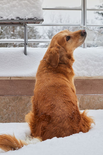 Dog looking away on snow covered landscape