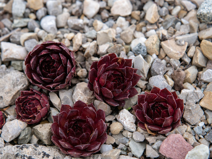 Close-up of roses on rocks