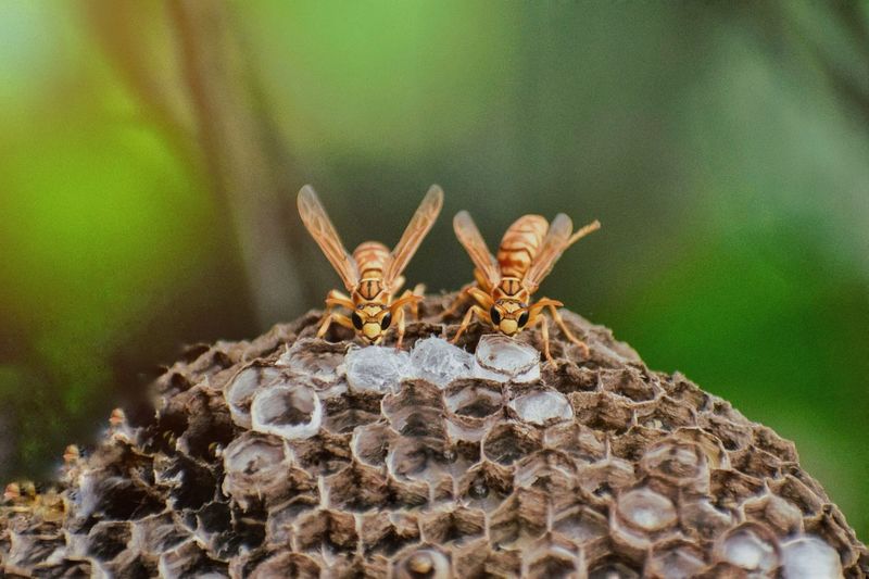 Close-up of bees on honeycomb