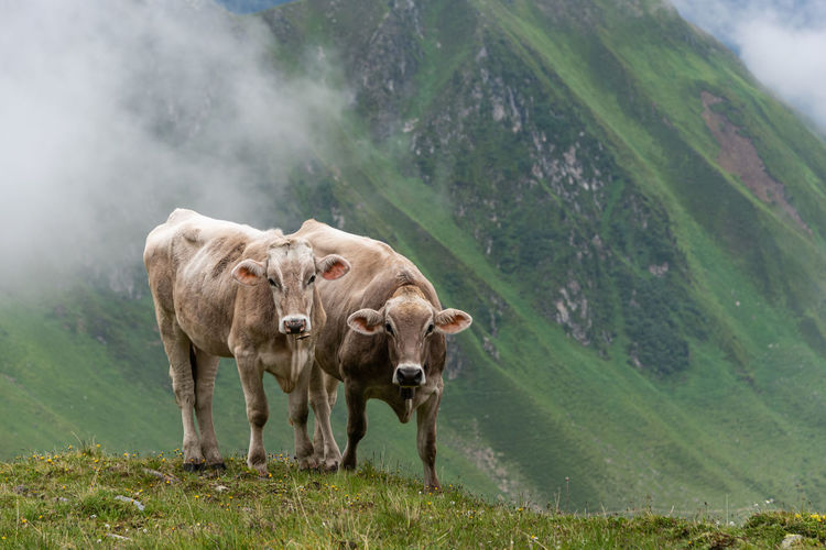 Two alpine cows looking straight into the lens on a field of wildflowers in mountains alps