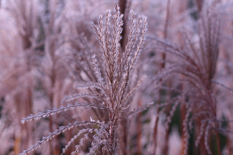 Close-up of stalks on snow covered field