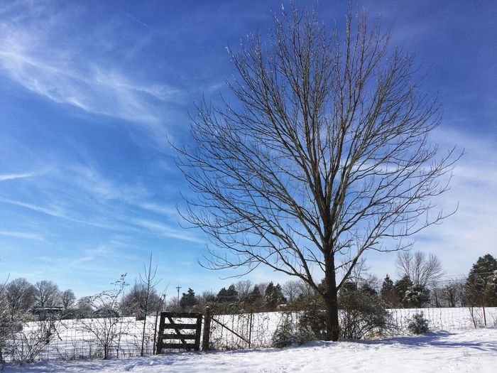 Bare trees on snow field against blue sky