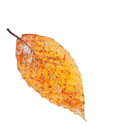 Close-up of leaves over white background