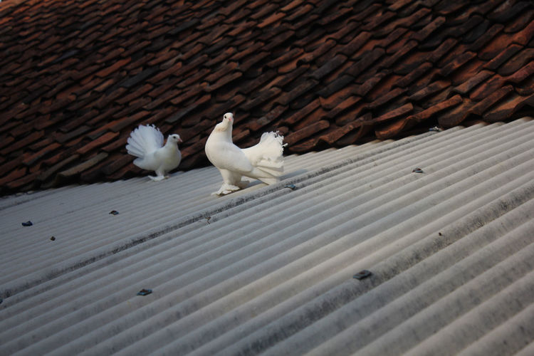 Pet bird on the roof of the house photo taken at purwakarta / indonesia oct 19