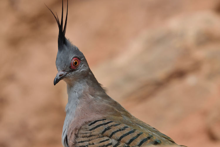 Close up portrait of a crested pigeon 