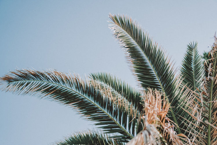 LOW ANGLE VIEW OF PALM TREES AGAINST SKY