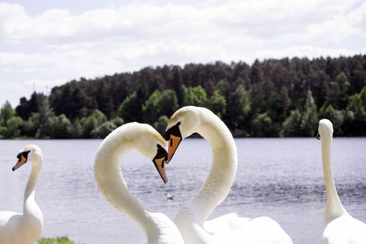 Swans swimming making heart shape