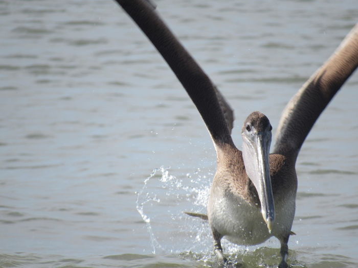 Close-up of brown pelican landing in lake