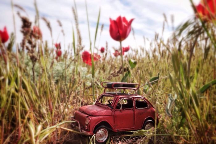 Tilt-shift image of toy car on poppy field