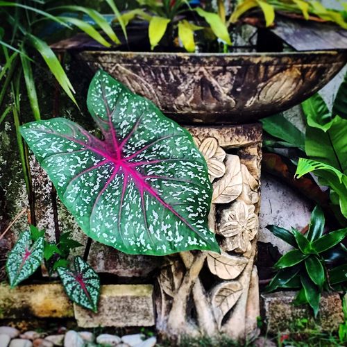 High angle view of wood plant