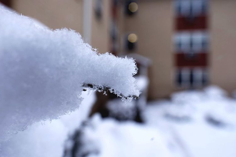 Close-up of snow on leaf
