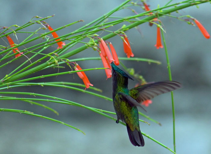 Close-up of a green-throated carib humming bird flying