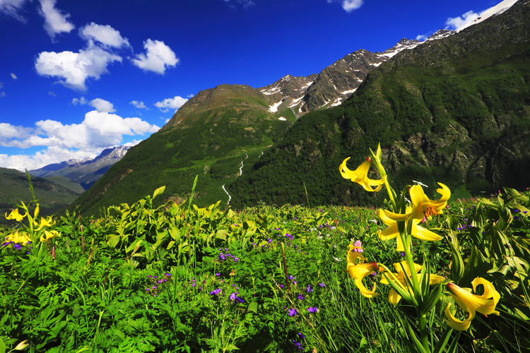 Scenic view of plants growing by mountain against blue sky during sunny day