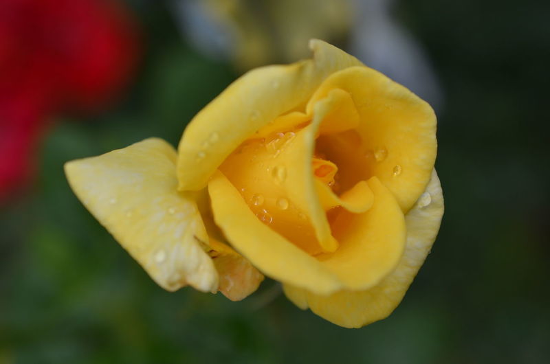 Close-up of wet yellow rose