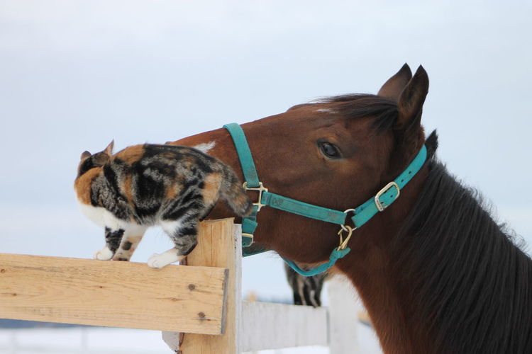 Close-up of cat and horse against sky