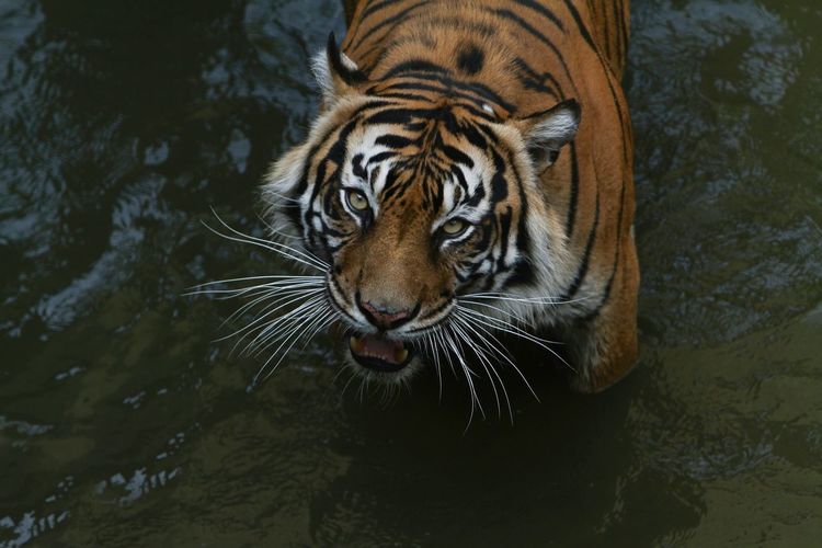 Close-up of a cat drinking water