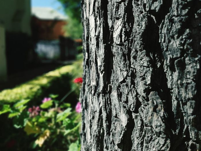 Close-up of tree trunk