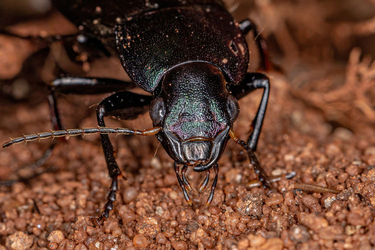 Close-up of insect