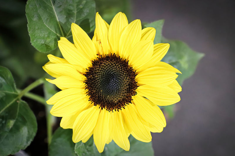 Bright yellow sunflower head blooming in the fall