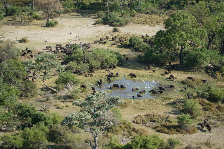 High angle view of cape buffalos on field