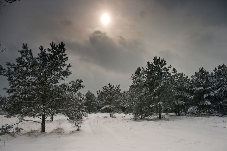 Trees on snow covered field against sky