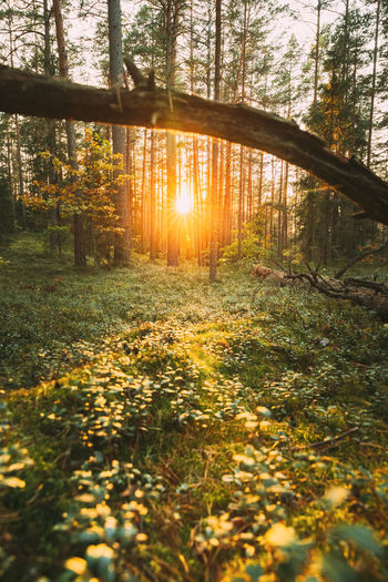 Sunlight streaming through trees in forest during sunset