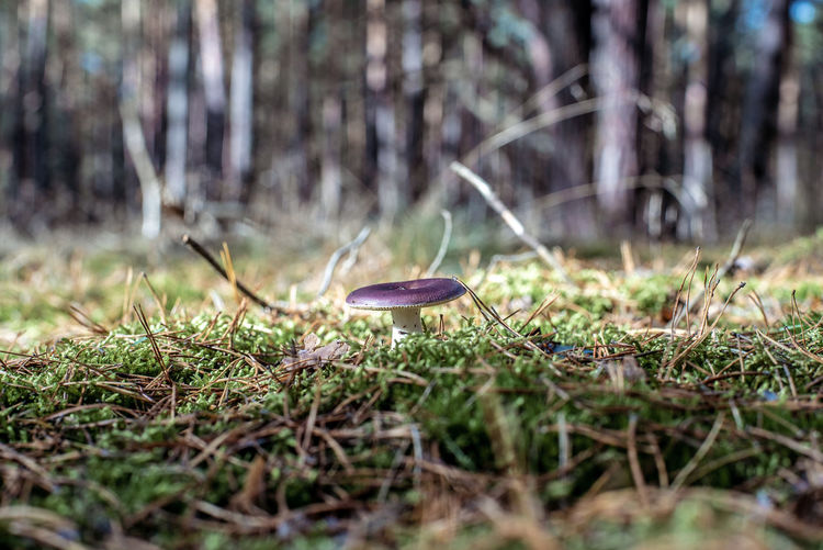 Close-up of mushroom on field