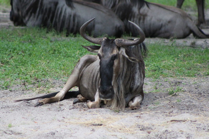 Page 10 of Wildebeest pictures | Curated Photography on EyeEm