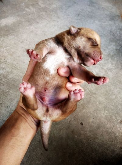 High angle view of hand holding dog