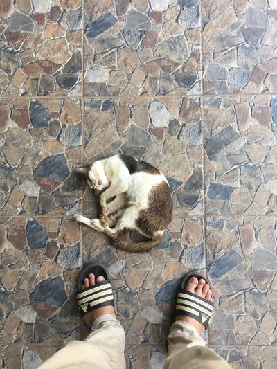 Low section of person with cat on tiled floor