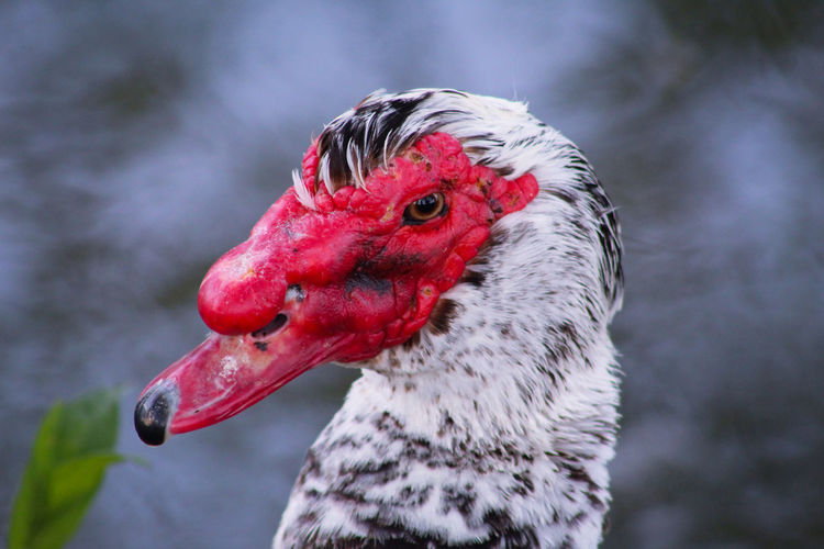 Close-up of a duck muskovy 