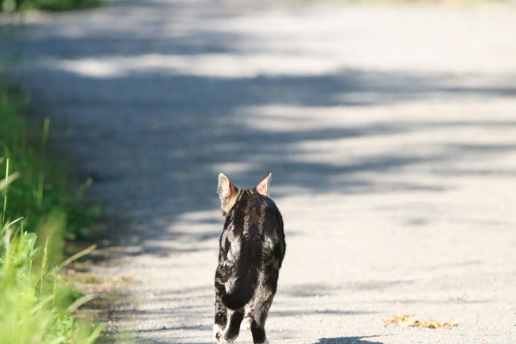 Feral cat running