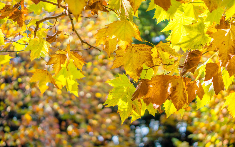 Close-up of yellow leaves on tree