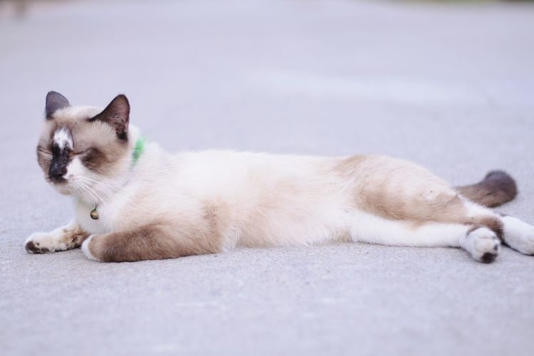 Cat resting on a street