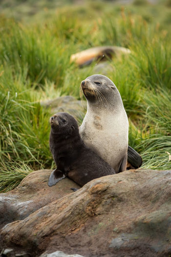 Two antarctic fur seals sitting on rocks