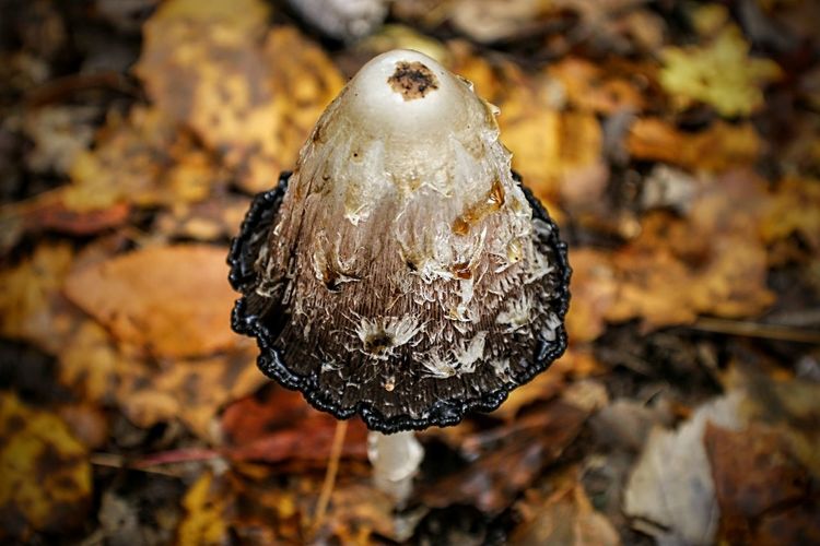 Close-up of mushroom growing on field during autumn
