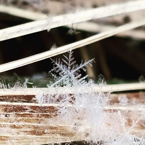 Close-up of spider web during winter