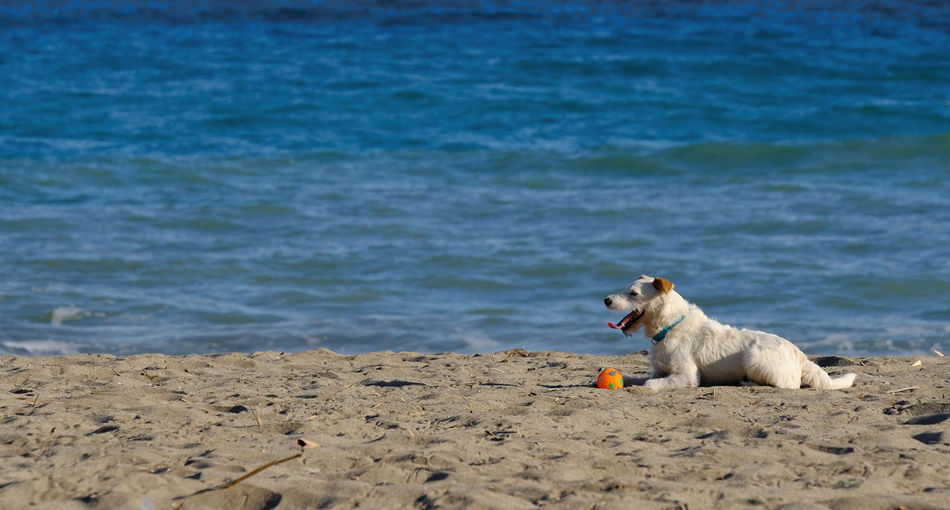 Dog sitting on sand at beach