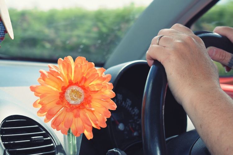 Close-up of hand holding flower in car