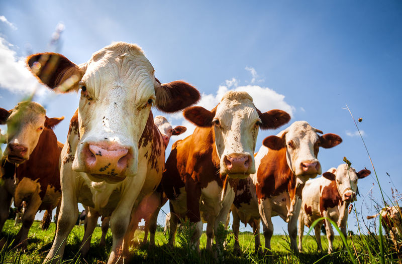 Low angle view of cows grazing on field