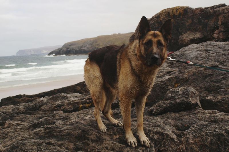 Dog standing on rock at sea shore against sky