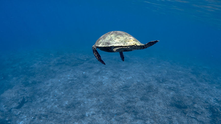 Hawksbill sea turtle at apo reef coral garden