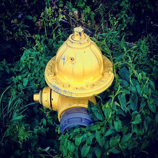 High angle view of fire hydrant in garden