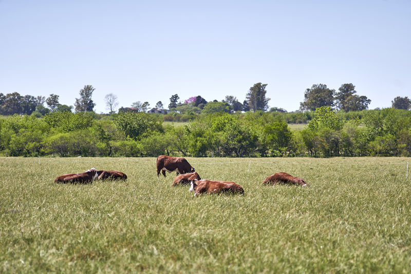 Cow eating grass.