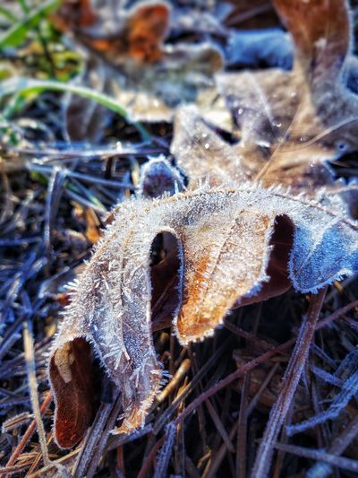 Close-up of frozen dry leaves on field