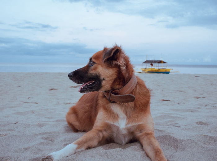Dog on beach