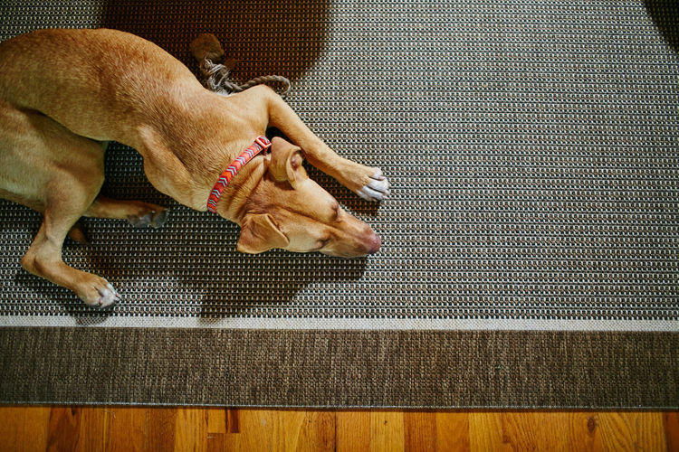High angle view of dog sleeping on carpet at home