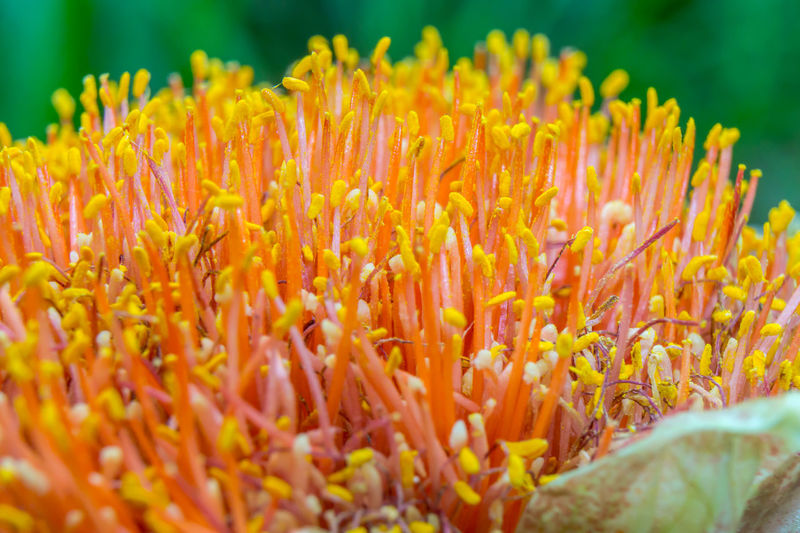 Close-up of coral flowers