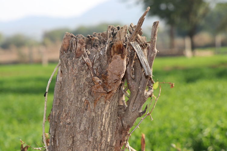 Close-up of damaged tree trunk on field