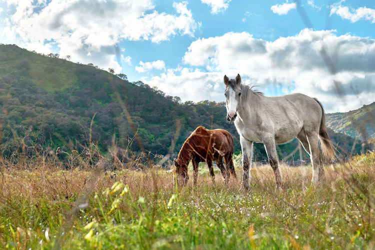 Young brown and white horses grazing grass in a pasture. two mares in meadow in mountain landscape.